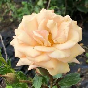 Sweet Honey Floribunda Rose (Rosa Sweet Honey) 2